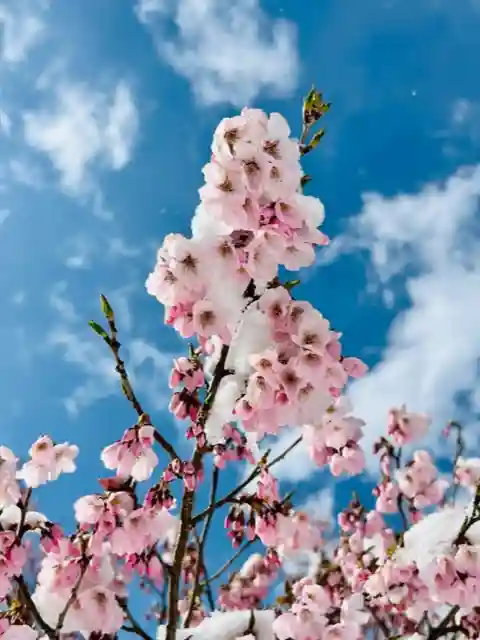 土津神社|こどもと出世の神さまの自然