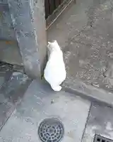 今戸神社の動物