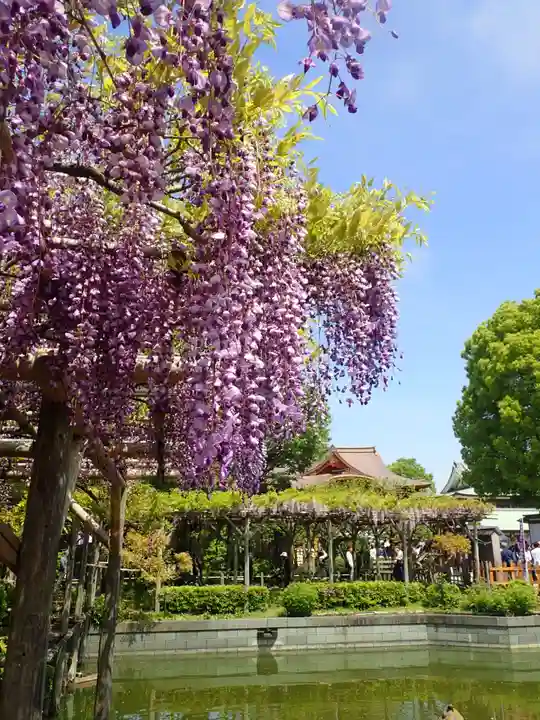 亀戸天神社(東京都)