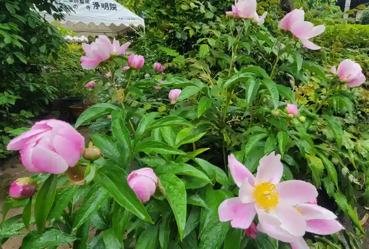 浄明院(愛媛県)