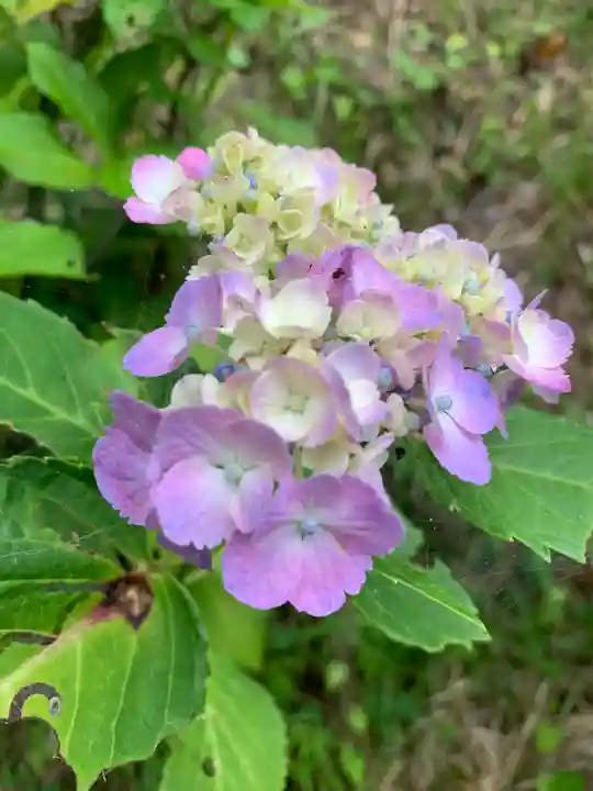 持寳院(多氣山不動尊)(栃木県)