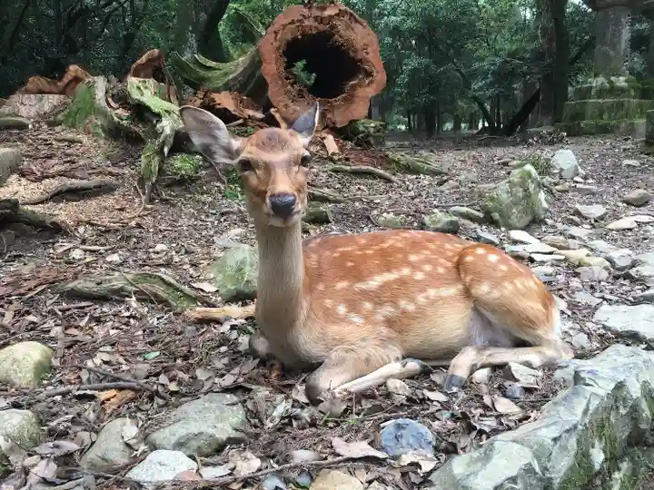 東大寺の動物