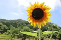 高司神社〜むすびの神の鎮まる社〜の庭園
