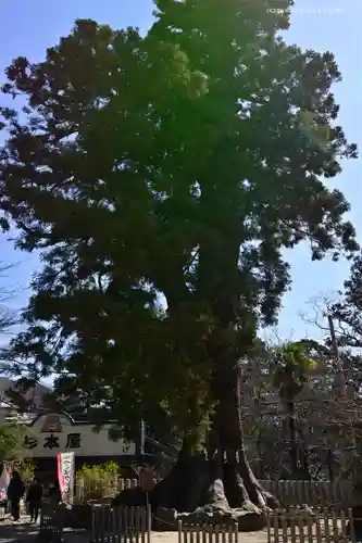 筑波山神社の自然
