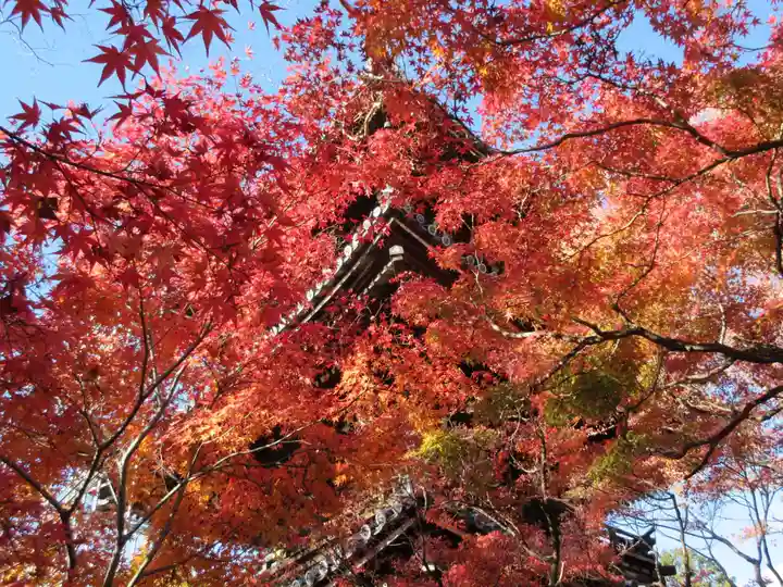 真正極楽寺(真如堂)の自然