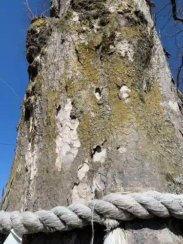 守谷総鎮守 八坂神社(茨城県)