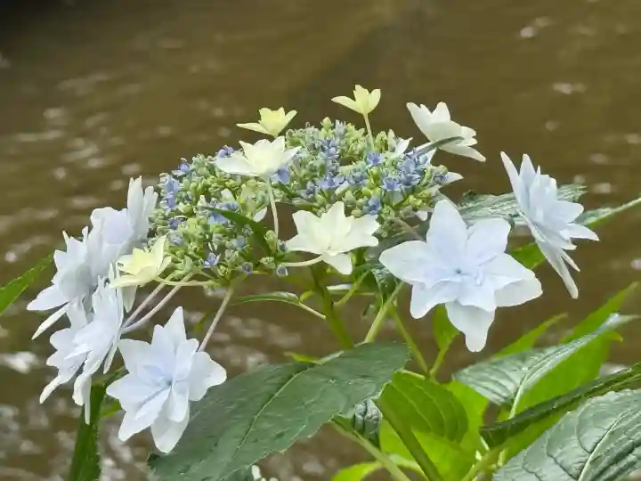 平塚八幡宮(神奈川県)