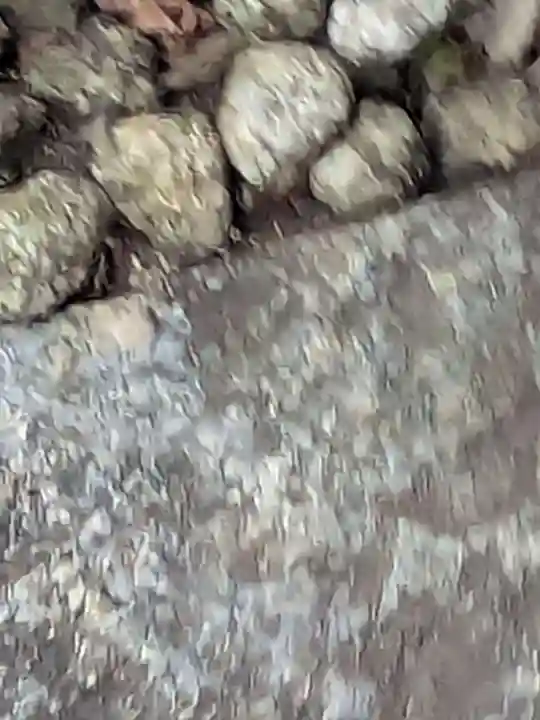 弘善寺(東京都)