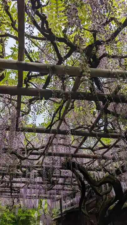 長岡天満宮(京都府)