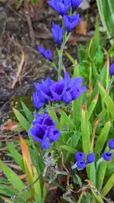 玉㳬寺(三重県)