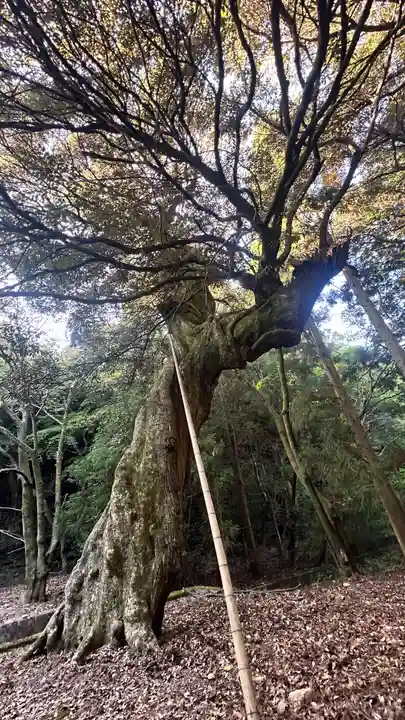 八幡神社(福井県)