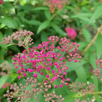 牛嶋天満宮の自然