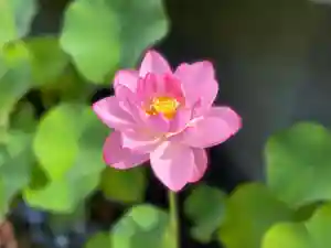 伊勢の国 四天王寺(三重県)(2022年07月06日(水) 21時11分09秒投稿)