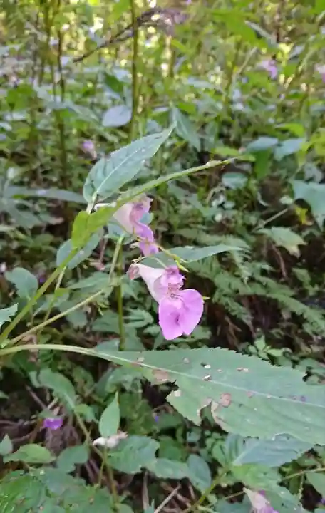 上色見熊野座神社の自然