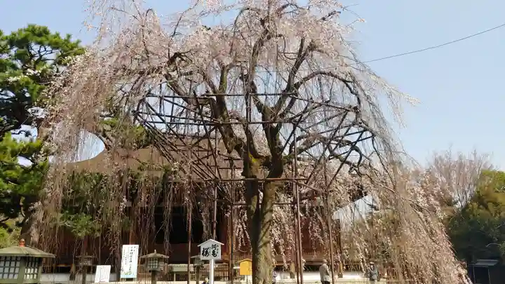 大報恩寺(千本釈迦堂)の自然
