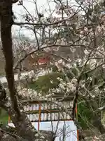 金剛宝寺(紀三井寺)の自然