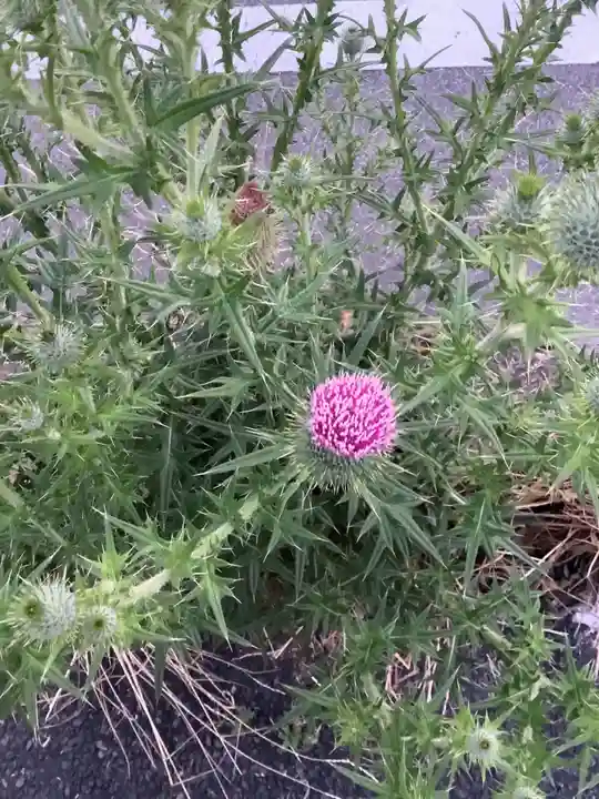 日輪寺(愛知県)