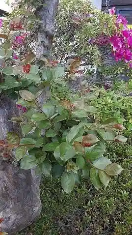 西方山極楽寺(岐阜県)