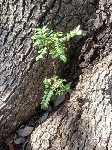三輪神社の自然