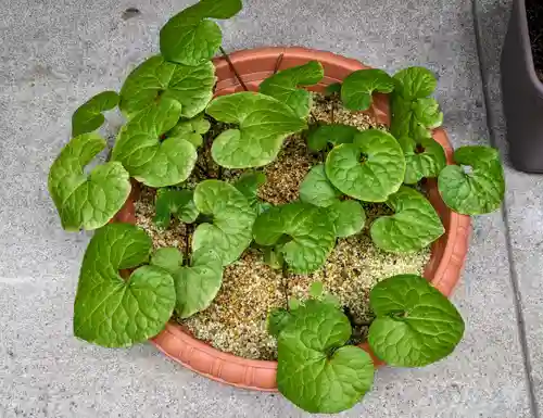 日本橋日枝神社(東京都)