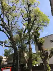 荒田八幡宮の自然