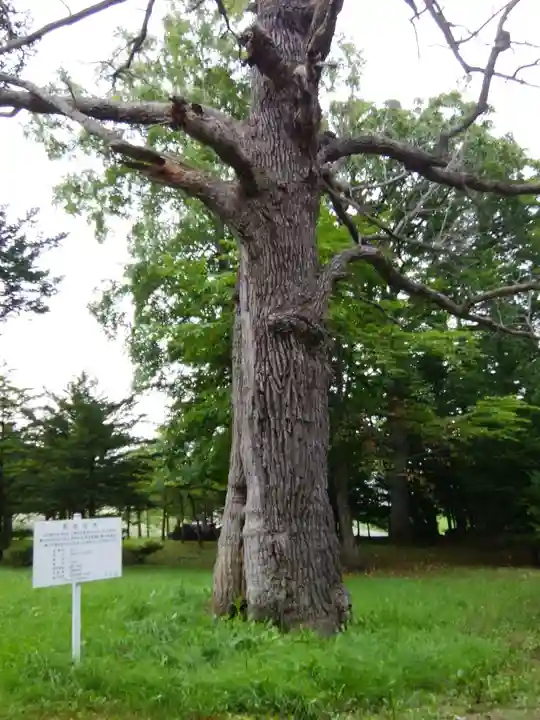 女満別神社の自然