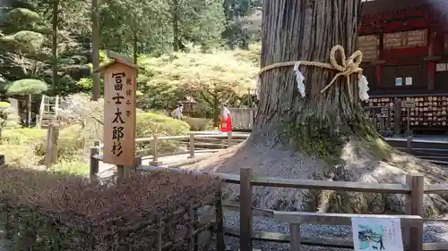 北口本宮冨士浅間神社の自然