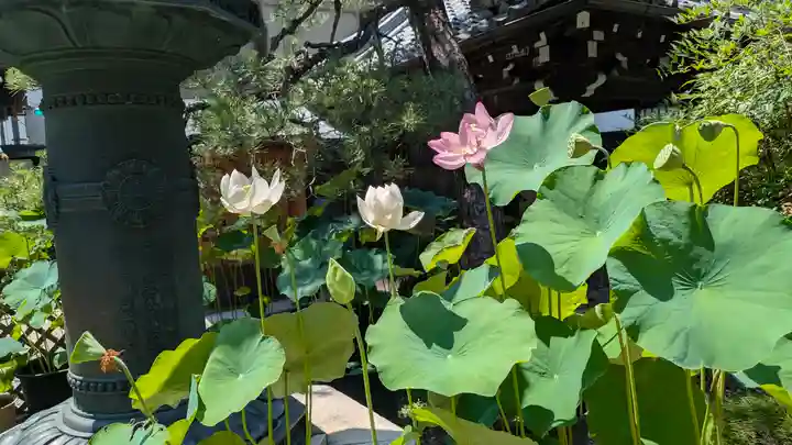 行願寺(革堂)(京都府)