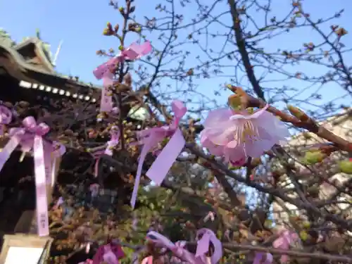 桜神宮の自然