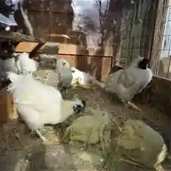 高屋敷稲荷神社の動物