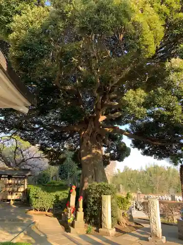 善照寺(千葉県)