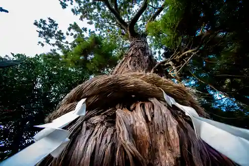 大國魂神社の自然