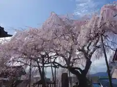 東昌寺の自然