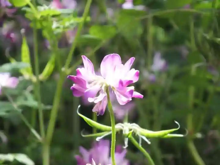 三大神社の自然