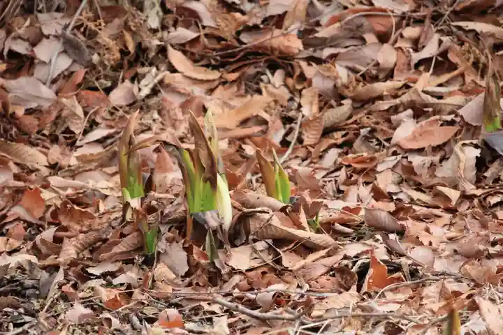 鹿島大神宮の自然