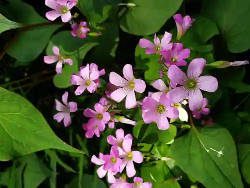 熊野神社(東京都)