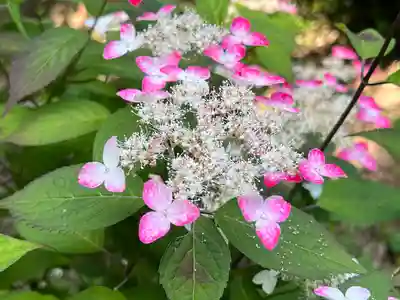 粟井神社の自然