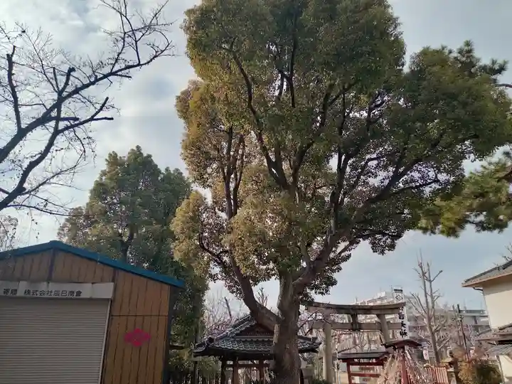 港住吉神社(住吉大社境外末社)の自然