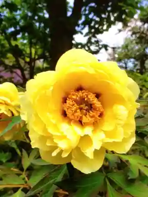 愛染院(東京都)