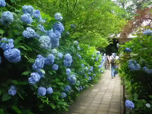 明月院の庭園