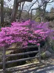 普門寺(切り絵御朱印発祥の寺)の自然