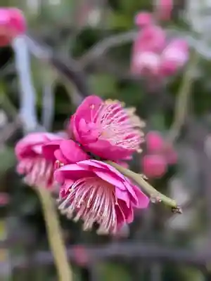成子天神社(東京都)
