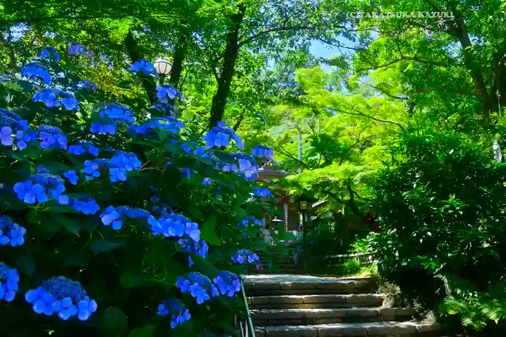 高幡不動尊 金剛寺(東京都)