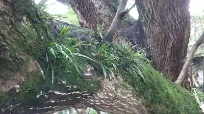 伊河麻神社の自然