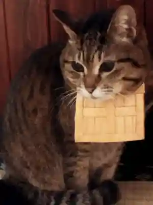 猫猫寺(京都府)