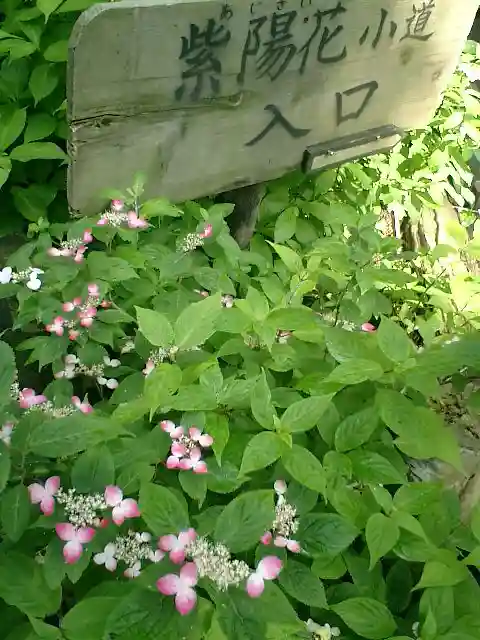 御霊神社の自然