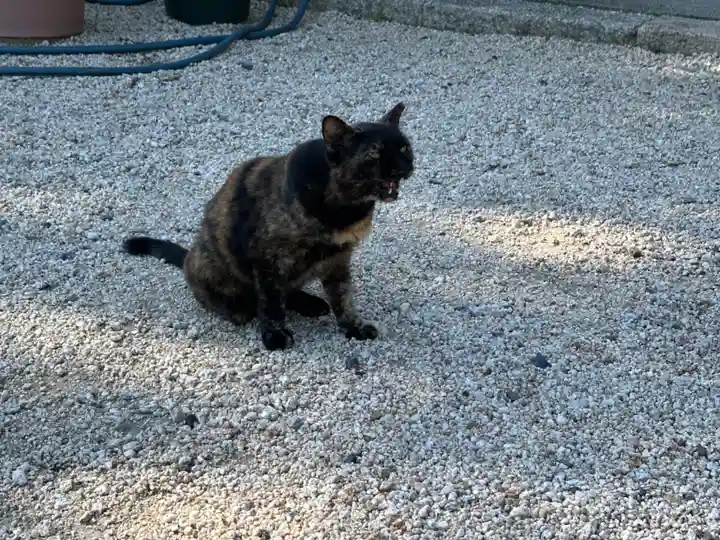 神館神社の動物