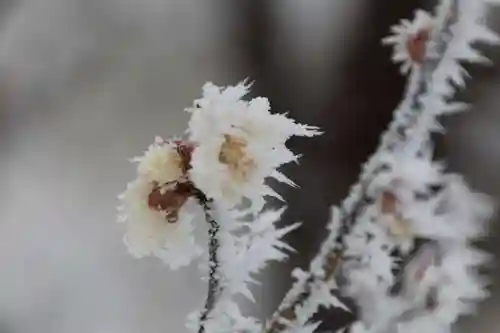 宮下天満宮の自然