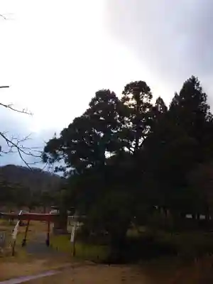 一本杉神社(島根県)