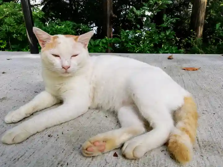 伊豆山神社の動物